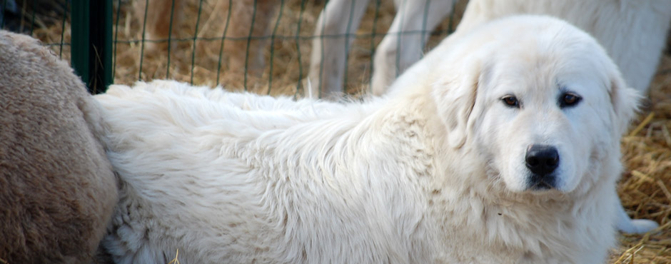 Maremmen Schäferhund