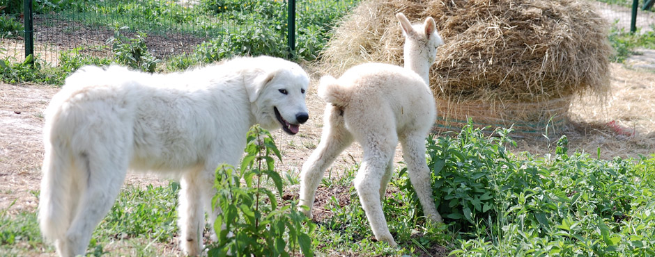 Maremmen Schäferhund