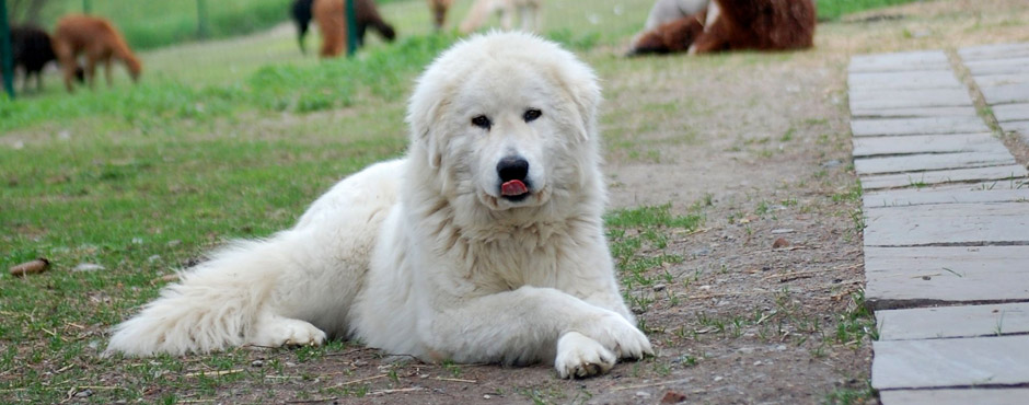 Maremmen Schäferhund