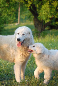 Maremmen Schäferhund - Nature